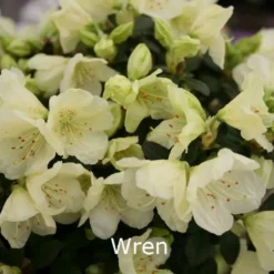 Rhododendron Ludowii 'Wren' (Småblomstrende) - Salgshøjde: 20-30 Cm.