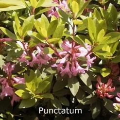 Rhododendron Minus 'Puncta' (Punctatum) (Småblomstrende) Salgshøjde: 20-30 Cm.