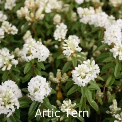 Rhododendron Trichostomum 'Artic Tern' (Småblomstrende)  - Salgshøjde: 20-30 Cm.