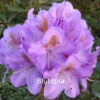 Rhododendron 'Blutopia' (Storblomstrende) - Salgshøjde: 30-40 Cm. 1 Rhododendron 'Blutopia' (Storblomstrende) - Salgshøjde: 30-40 Cm. -Planter Butik 43 174 1