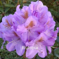 Rhododendron 'Blutopia' (Storblomstrende) - Salgshøjde: 30-40 Cm.