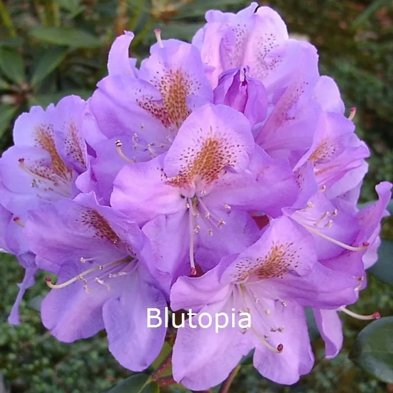Rhododendron 'Blutopia' (Storblomstrende) - Salgshøjde: 30-40 Cm. 3 Rhododendron 'Blutopia' (Storblomstrende) - Salgshøjde: 30-40 Cm.