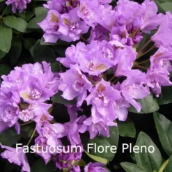 Rhododendron 'Fastuosum Flore Pleno' (Storblomstrende) - Salgshøjde: 30-40 Cm.
