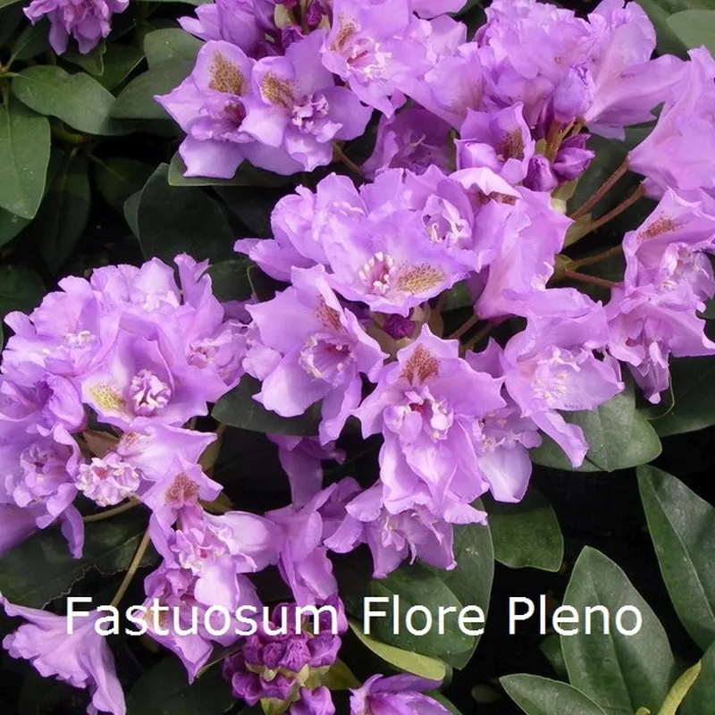 Rhododendron 'Fastuosum Flore Pleno' (Storblomstrende) - Salgshøjde: 30-40 Cm. 3 Rhododendron 'Fastuosum Flore Pleno' (Storblomstrende) - Salgshøjde: 30-40 Cm.