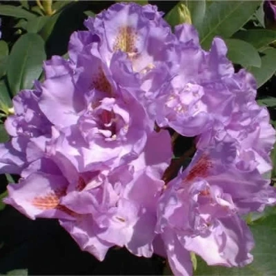 Rhododendron 'Fastuosum Flore Pleno' (Storblomstrende) - Salgshøjde: 30-40 Cm. 4 Rhododendron 'Fastuosum Flore Pleno' (Storblomstrende) - Salgshøjde: 30-40 Cm. - Image 2