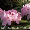 Rhododendron 'Lady Anette De Trefford' (Storblomstrende) - Salgshøjde: 40-50 Cm. 1 Rhododendron 'Lady Anette De Trefford' (Storblomstrende) - Salgshøjde: 40-50 Cm. -Planter Butik 43 226 1