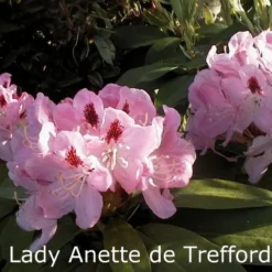 Rhododendron 'Lady Anette De Trefford' (Storblomstrende)  - Salgshøjde: 40-50 Cm.
