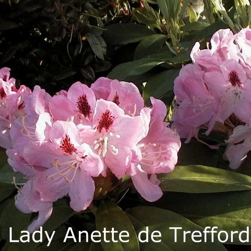 Rhododendron 'Lady Anette De Trefford' (Storblomstrende) - Salgshøjde: 40-50 Cm. 3 Rhododendron 'Lady Anette De Trefford' (Storblomstrende) - Salgshøjde: 40-50 Cm.