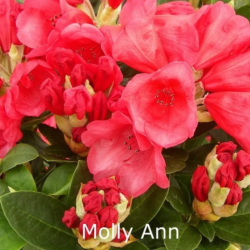 Rhododendron Williamsianum 'Molly Ann' - Salgshøjde: 30-40 Cm. 3 Rhododendron Williamsianum 'Molly Ann' - Salgshøjde: 30-40 Cm.