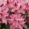 Rhododendron 'Furnivall's Daughter' (Storblomstrende) - Salgshøjde: 30-40 Cm. 1 Rhododendron 'Furnivall's Daughter' (Storblomstrende) - Salgshøjde: 30-40 Cm. -Planter Butik 43 23 1