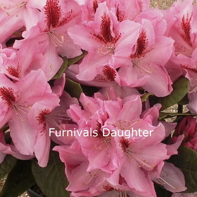 Rhododendron 'Furnivall's Daughter' (Storblomstrende) - Salgshøjde: 30-40 Cm. 3 Rhododendron 'Furnivall's Daughter' (Storblomstrende) - Salgshøjde: 30-40 Cm.
