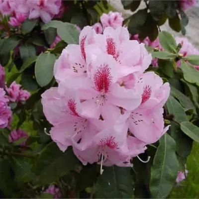 Rhododendron 'Furnivall's Daughter' (Storblomstrende) - Salgshøjde: 30-40 Cm. 4 Rhododendron 'Furnivall's Daughter' (Storblomstrende) - Salgshøjde: 30-40 Cm. - Image 2