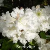 Rhododendron 'Snehvide' (Storblomstrende) - Salgshøjde: 30-40 Cm. 2 Rhododendron 'Snehvide' (Storblomstrende) - Salgshøjde: 30-40 Cm. -Planter Butik 43 261 1
