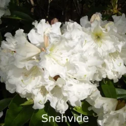 Rhododendron 'Snehvide' (Storblomstrende) - Salgshøjde: 30-40 Cm.