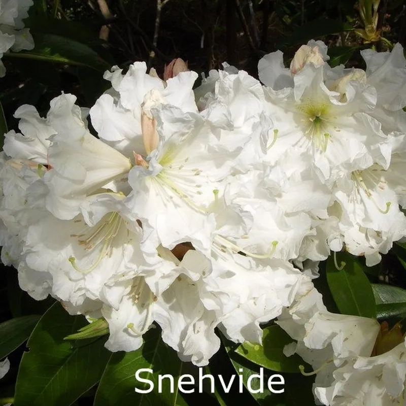 Rhododendron 'Snehvide' (Storblomstrende) - Salgshøjde: 30-40 Cm. 3 Rhododendron 'Snehvide' (Storblomstrende) - Salgshøjde: 30-40 Cm.