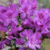 Rhododendron Calostrotum 'Rocks Form' (Vildart) - Salgshøjde: 25-30 Cm. 1 Rhododendron Calostrotum 'Rocks Form' (Vildart) - Salgshøjde: 25-30 Cm. -Planter Butik 43 273 1