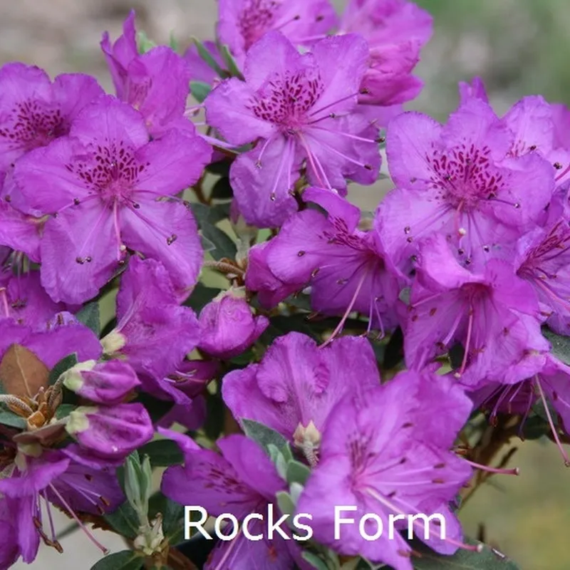 Rhododendron Calostrotum 'Rocks Form' (Vildart) - Salgshøjde: 25-30 Cm. 3 Rhododendron Calostrotum 'Rocks Form' (Vildart) - Salgshøjde: 25-30 Cm.