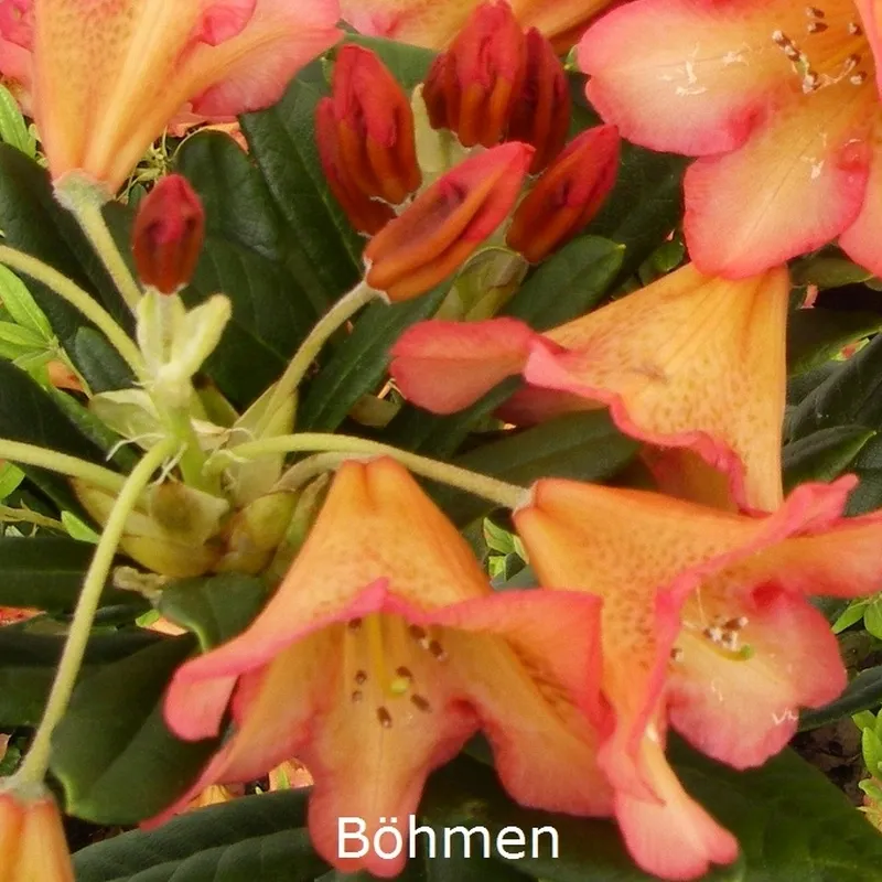 Rhododendron Dichroanthum 'Böhmen' (Vildart) - Salgshøjde: 25-30 Cm. 3 Rhododendron Dichroanthum 'Böhmen' (Vildart) - Salgshøjde: 25-30 Cm.