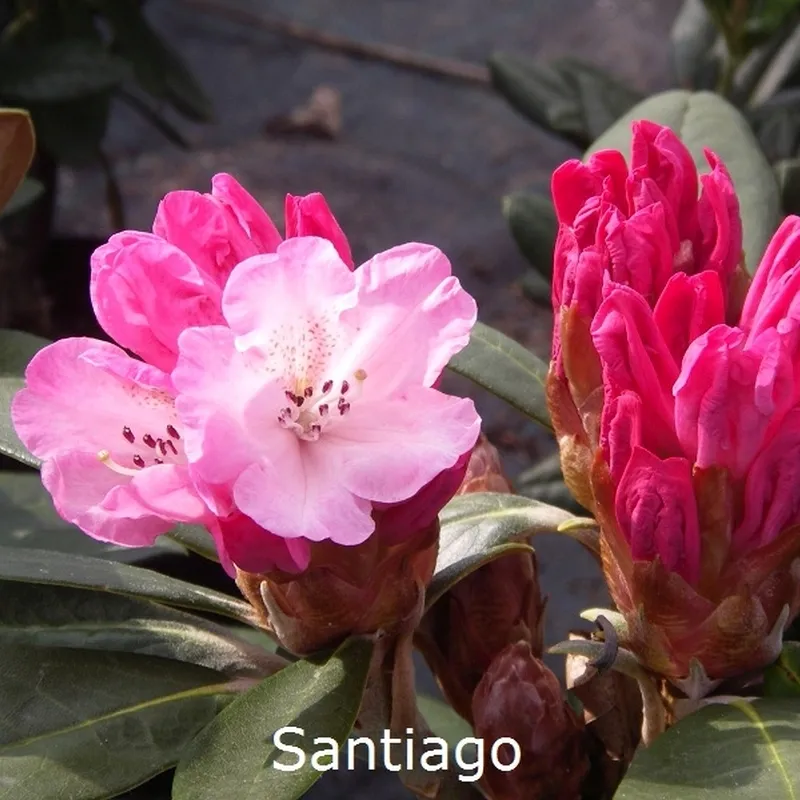 Rhododendron Fictolacteum 'Santiago' (Vildart) - Salgshøjde: 25-40 Cm. 3 Rhododendron Fictolacteum 'Santiago' (Vildart) - Salgshøjde: 25-40 Cm.