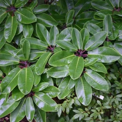 Rhododendron Fortunei (Vildart) - Salgshøjde: 25-40 Cm. 3 Rhododendron Fortunei (Vildart) - Salgshøjde: 25-40 Cm.
