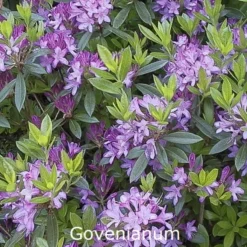 Rhododendron 'Gowenianum' ('Azaleodendron') (Vildart) - Salgshøjde: 25-40 Cm.