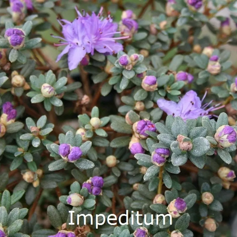 Rhododendron Impeditum (fastigiatum) (Vildart) - Salgshøjde: 20-25 Cm. 3 Rhododendron Impeditum (fastigiatum) (Vildart) - Salgshøjde: 20-25 Cm.