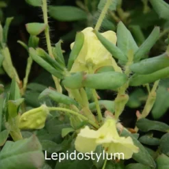 Rhododendron Lepidostylum (Vildart) - Salgshøjde: 25-30 Cm.