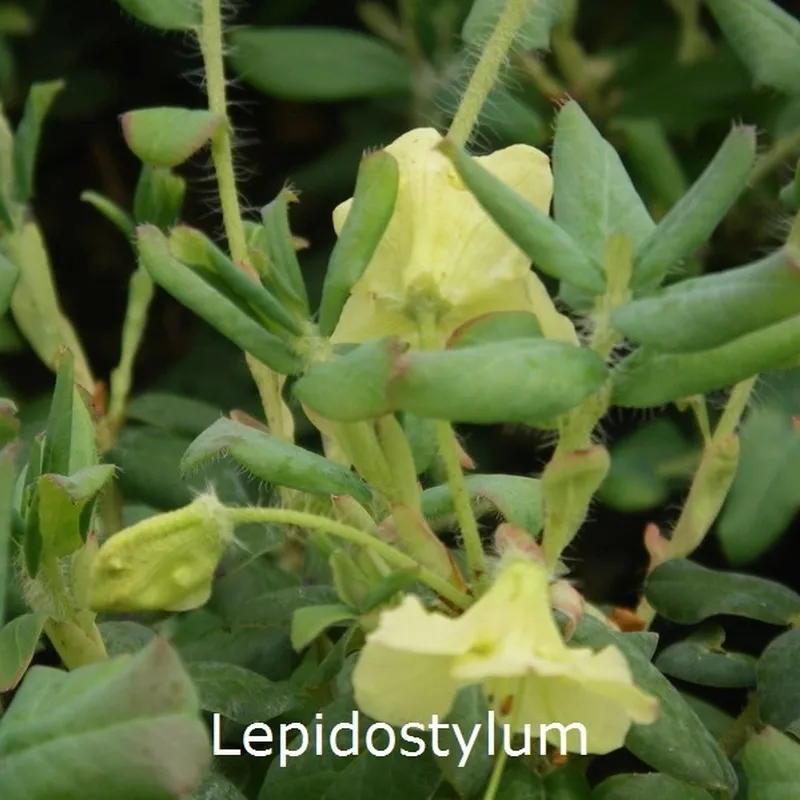 Rhododendron Lepidostylum (Vildart) - Salgshøjde: 25-30 Cm. 3 Rhododendron Lepidostylum (Vildart) - Salgshøjde: 25-30 Cm.