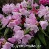 Rhododendron Makinoi 'Guyen's Maifeuer' (Vildart) - Salgshøjde: 25-40 Cm. 1 Rhododendron Makinoi 'Guyen's Maifeuer' (Vildart) - Salgshøjde: 25-40 Cm. -Planter Butik 43 292 1