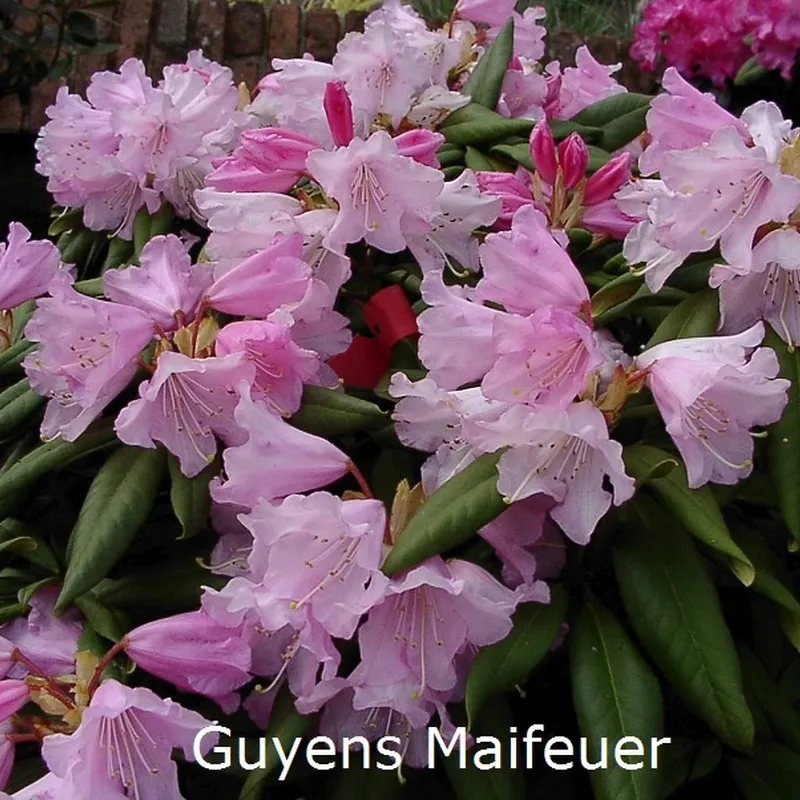 Rhododendron Makinoi 'Guyen's Maifeuer' (Vildart) - Salgshøjde: 25-40 Cm. 3 Rhododendron Makinoi 'Guyen's Maifeuer' (Vildart) - Salgshøjde: 25-40 Cm.