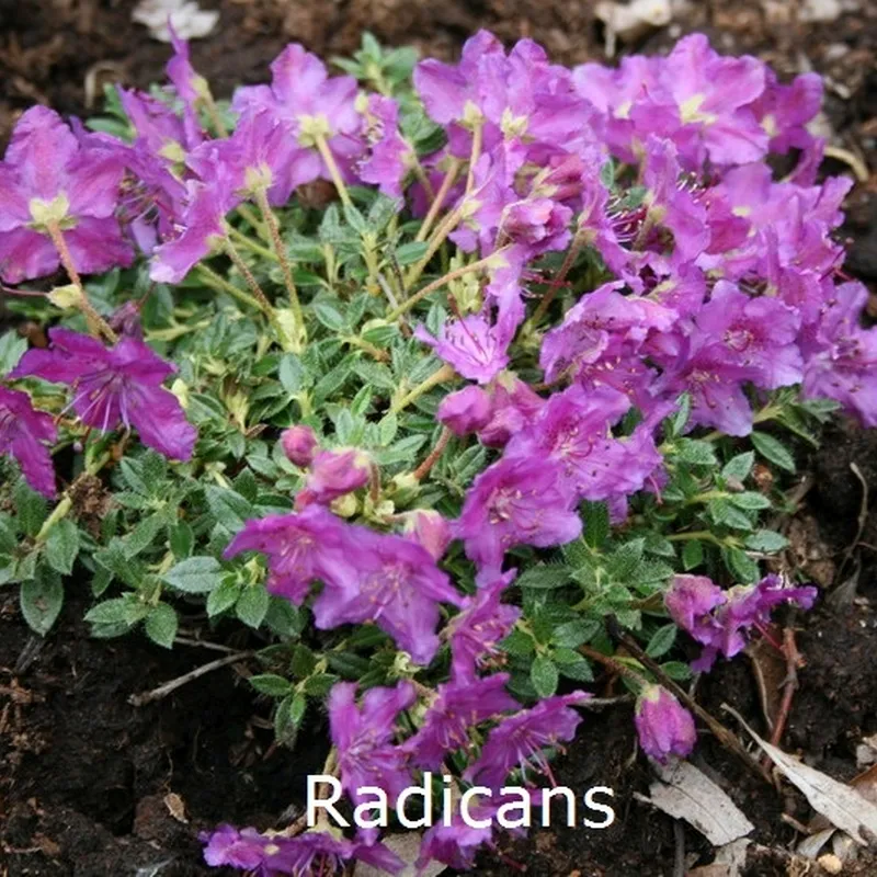 Rhododendron Radicans (Vildart) - Salgshøjde: 10-15 Cm. 3 Rhododendron Radicans (Vildart) - Salgshøjde: 10-15 Cm.