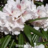 Rhododendron Roxianum X Anhweiense 'Blueburry' (Vildart) - Salgshøjde: 25-40 Cm. 1 Rhododendron Roxianum X Anhweiense 'Blueburry' (Vildart) - Salgshøjde: 25-40 Cm. -Planter Butik 43 299 1