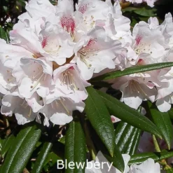 Rhododendron Roxianum X Anhweiense 'Blueburry' (Vildart) - Salgshøjde: 25-40 Cm.