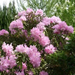 Rhododendron Smirnowii (Vildart) - Salgshøjde: 25-40 Cm.
