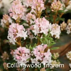 Rhododendron Trichostomum 'Collingwood Ingram' (Vildart) - Salgshøjde: 25-30 Cm.