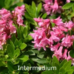 Rhododendron Intermedium (Vildart) - Salgshøjde: 15-20 Cm.