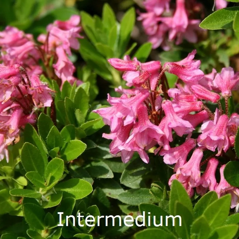 Rhododendron Intermedium (Vildart) - Salgshøjde: 15-20 Cm. 3 Rhododendron Intermedium (Vildart) - Salgshøjde: 15-20 Cm.