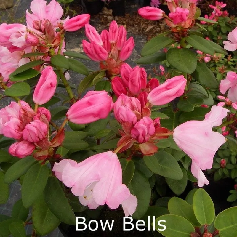 Rhododendron Williamsianum 'Bow Bells' - Salgshøjde: 25-30 Cm. 3 Rhododendron Williamsianum 'Bow Bells' - Salgshøjde: 25-30 Cm.