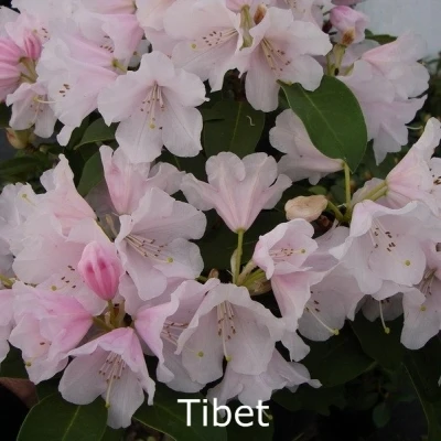 Rhododendron Williamsianum 'Tibet' - Salgshøjde: 25-30 Cm. 3 Rhododendron Williamsianum 'Tibet' - Salgshøjde: 25-30 Cm.