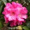 Rhododendron 'Ingrid Muus' (Ingrid) (Storblomstrende) - Salgshøjde: 30-40 Cm. 1 Rhododendron 'Ingrid Muus' (Ingrid) (Storblomstrende) - Salgshøjde: 30-40 Cm. -Planter Butik 43 36 2