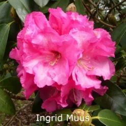 Rhododendron 'Ingrid Muus' (Ingrid) (Storblomstrende) - Salgshøjde: 30-40 Cm.