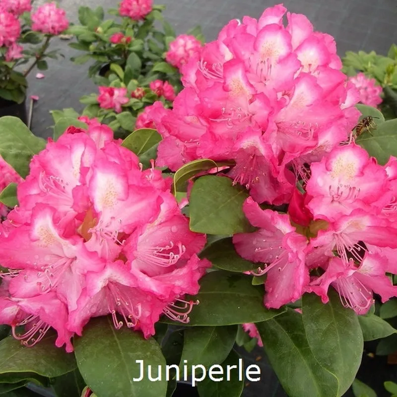 Rhododendron 'Juniperle' (Storblomstrende) - Salgshøjde: 30-40 Cm. 3 Rhododendron 'Juniperle' (Storblomstrende) - Salgshøjde: 30-40 Cm.