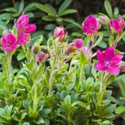 Rhododendron Camtschaticum Rød Form (Vildart) - Salgshøjde: 5-10 Cm.
