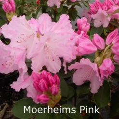 Rhododendron Williamsianum 'Moerheims Pink' - Salgshøjde: 30-40 Cm.