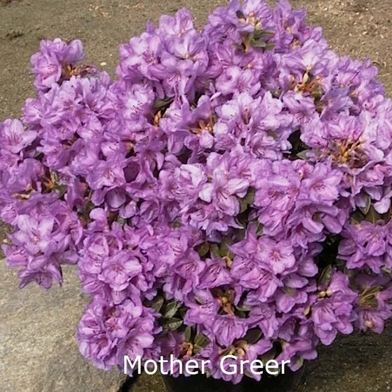 Rhododendron Calostrotum 'Mother Greer' (Småblomstrende) - Salgshøjde: 15-20 Cm. 3 Rhododendron Calostrotum 'Mother Greer' (Småblomstrende) - Salgshøjde: 15-20 Cm.