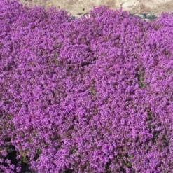 THYMUS Praecox 'Coccineus' (serpyllum) (Smalbladet Timian)