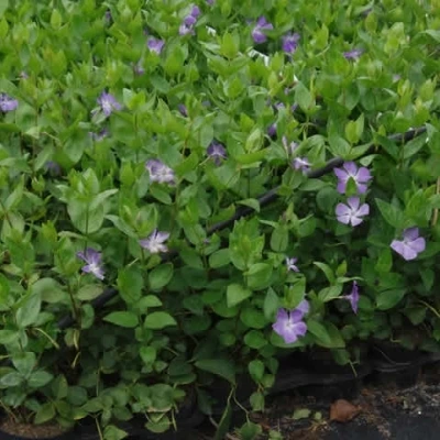 VINCA Major (Stor Singrøn / Vintergrøn) 3 VINCA Major (Stor Singrøn / Vintergrøn)