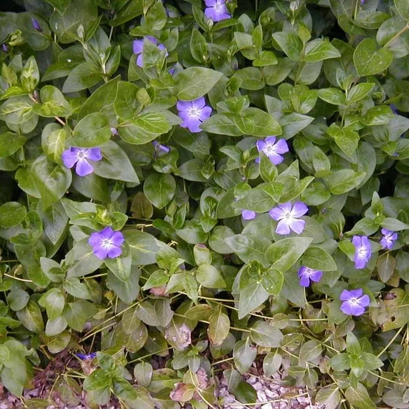 VINCA Major (Stor Singrøn / Vintergrøn) 4 VINCA Major (Stor Singrøn / Vintergrøn) - Image 2