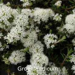 Rhododendron Groenlandicum (Ledum) 'Helma'