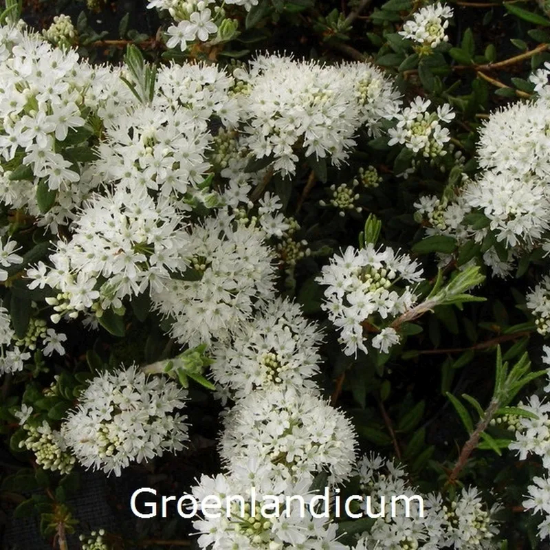 Rhododendron Groenlandicum (Ledum) 'Helma' 3 Rhododendron Groenlandicum (Ledum) 'Helma'